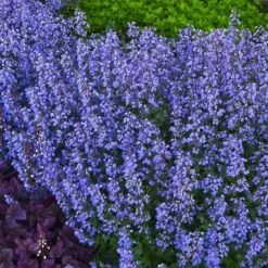 Purrsian Blue Catmint (Nepeta Faassenii) - 1 Gallon Pot