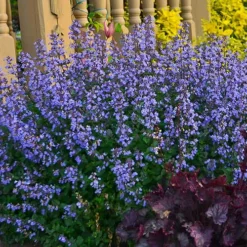 Purrsian Blue Catmint (Nepeta Faassenii) - 1 Gallon Pot -Garden Supplies Sales 2024 nepeta purrsian blue catmint 3