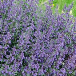 Six Hills Giant Catmint (Nepeta) - 5 Pack Of Quart Pots 14 Six Hills Giant Catmint (Nepeta) - 5 Pack Of Quart Pots -Garden Supplies Sales 2024 nepeta six hills giant catmint 1