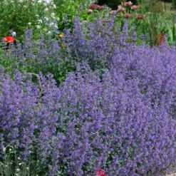 Six Hills Giant Catmint (Nepeta) - 5 Pack Of Quart Pots 15 Six Hills Giant Catmint (Nepeta) - 5 Pack Of Quart Pots -Garden Supplies Sales 2024 nepeta six hills giant catmint 2