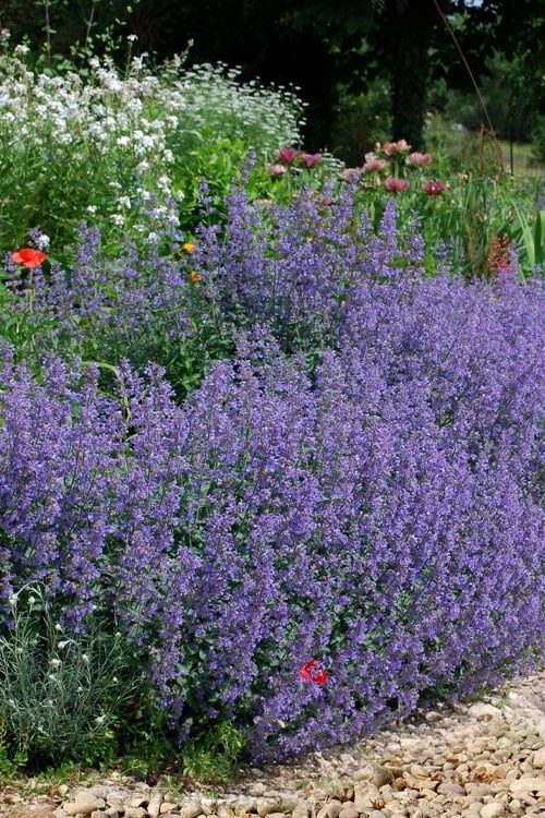 Six Hills Giant Catmint (Nepeta) - 5 Pack Of Quart Pots 7 Six Hills Giant Catmint (Nepeta) - 5 Pack Of Quart Pots - Image 7