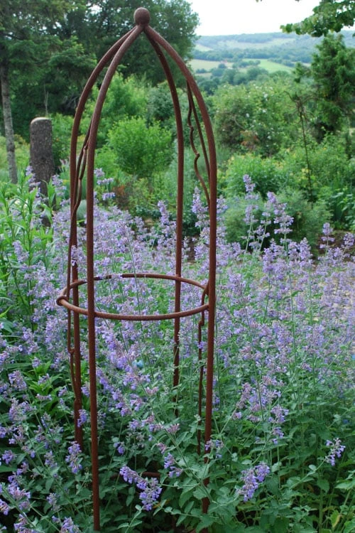 Six Hills Giant Catmint (Nepeta) - 5 Pack Of Quart Pots 1 Six Hills Giant Catmint (Nepeta) - 5 Pack Of Quart Pots