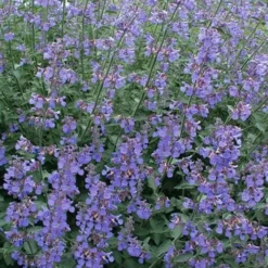 Six Hills Giant Catmint (Nepeta) - 5 Pack Of Quart Pots 12 Six Hills Giant Catmint (Nepeta) - 5 Pack Of Quart Pots -Garden Supplies Sales 2024 nepeta six hills giant catmint 7