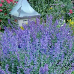 Six Hills Giant Catmint (Nepeta) - 5 Pack Of Quart Pots 16 Six Hills Giant Catmint (Nepeta) - 5 Pack Of Quart Pots -Garden Supplies Sales 2024 nepeta six hills giant catmint 9