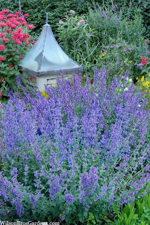 Six Hills Giant Catmint (Nepeta) - 5 Pack Of Quart Pots 8 Six Hills Giant Catmint (Nepeta) - 5 Pack Of Quart Pots - Image 8