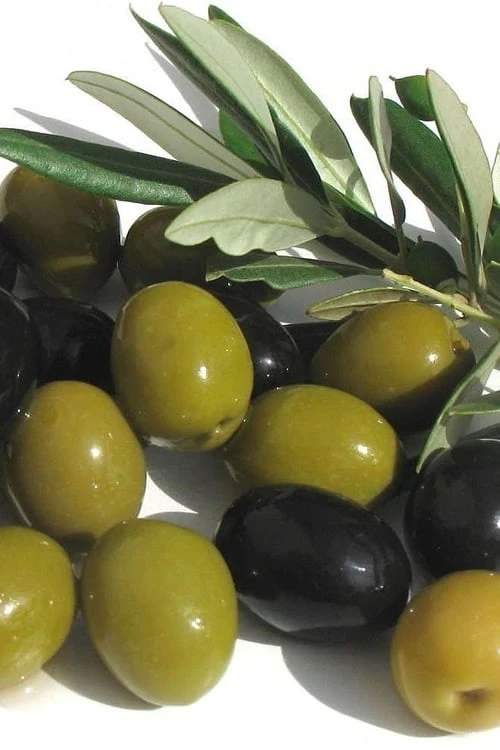 Arbequina Olive Tree - 3 Gallon Pot 1 Arbequina Olive Tree - 3 Gallon Pot