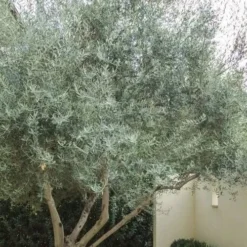 Arbequina Olive Tree - 7 Gallon Pot (5-6') 9 Arbequina Olive Tree - 7 Gallon Pot (5-6') -Garden Supplies Sales 2024 olive tree arbequina 4 4