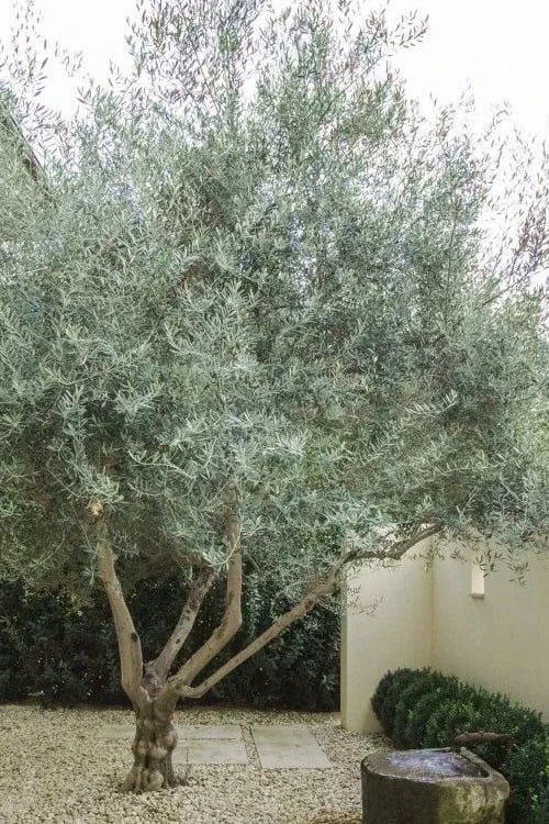 Arbequina Olive Tree - 7 Gallon Pot (5-6') 4 Arbequina Olive Tree - 7 Gallon Pot (5-6') - Image 4