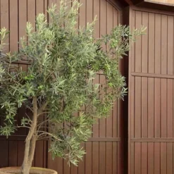 Arbequina Olive Tree - 2 Gallon Pot -Garden Supplies Sales 2024 olive tree arbequina 6 3