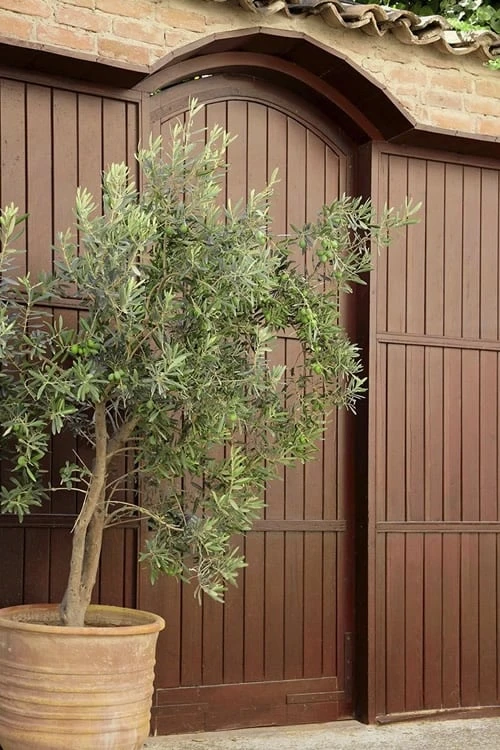 Arbequina Olive Tree - 7 Gallon Pot (5-6') 5 Arbequina Olive Tree - 7 Gallon Pot (5-6') - Image 5
