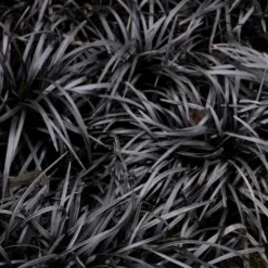 Dwarf Black Mondo Grass - 5 Pack Of Quart Pots