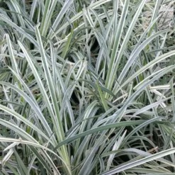 Silver Mist Mondo Grass - 6 Pack Of Pint Pots -Garden Supplies Sales 2024 ophiopogon japonicus silver20mist modo grass 2