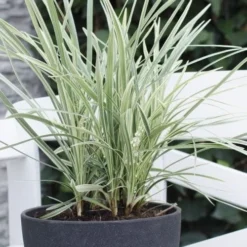 Silver Mist Mondo Grass - 6 Pack Of Pint Pots -Garden Supplies Sales 2024 ophiopogon japonicus silver20mist modo grass 3
