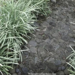 Silver Mist Mondo Grass - 6 Pack Of Pint Pots -Garden Supplies Sales 2024 ophiopogon japonicus silver20mist modo grass 4