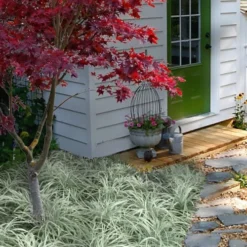 Silver Mist Mondo Grass - 6 Pack Of Pint Pots