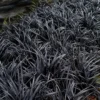 Black Beard Black Mondo Grass - Ophiopogon Planiscapus - 1 Gallon Pot