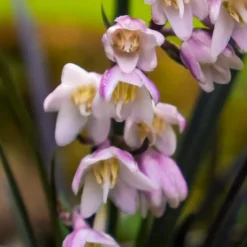 Black Beard Black Mondo Grass - Ophiopogon Planiscapus - 1 Gallon Pot -Garden Supplies Sales 2024 ophiopogon planiscapus black beard black mondo grass 3