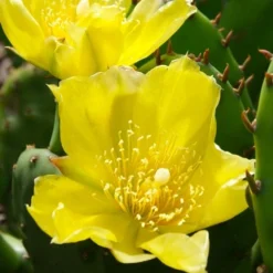 Eastern Prickly Pear Cactus (Opuntia Humifusa) - 3 Gallon Pot -Garden Supplies Sales 2024 opuntia humifusa eastern prickly pear cactus 1