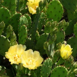 Eastern Prickly Pear Cactus (Opuntia Humifusa) - 3 Gallon Pot -Garden Supplies Sales 2024 opuntia humifusa eastern prickly pear cactus 4