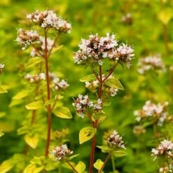 Golden Oregano - 5 Pack Of Pint Pots -Garden Supplies Sales 2024 oregano golden 2 1