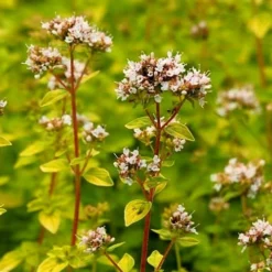 Golden Oregano - 6 Pack Of Pint Pots -Garden Supplies Sales 2024 oregano golden 2