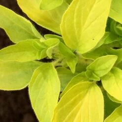 Golden Oregano - 5 Pack Of Pint Pots -Garden Supplies Sales 2024 oregano golden 6 1