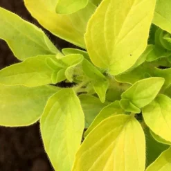 Golden Oregano - 6 Pack Of Pint Pots -Garden Supplies Sales 2024 oregano golden 6