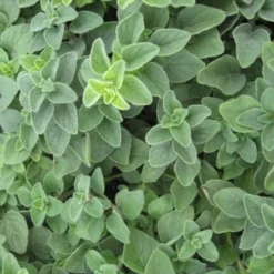 Hot & Spicy Oregano - 6 Pack Of Pint Pots -Garden Supplies Sales 2024 oregano hot spicey 700x550 1