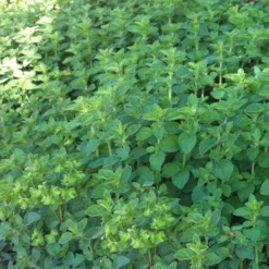 Hot & Spicy Oregano - 6 Pack Of Pint Pots