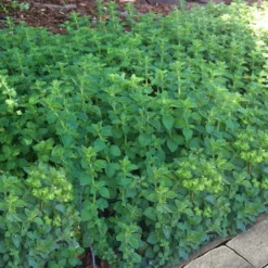 Hot & Spicy Oregano - 6 Pack Of Pint Pots -Garden Supplies Sales 2024 oreganum hot and spicy oregano 6