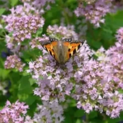 Hot & Spicy Oregano - 6 Pack Of Pint Pots -Garden Supplies Sales 2024 oreganum hot and spicy oregano 7