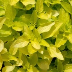 Golden Oregano - 5 Pack Of Pint Pots -Garden Supplies Sales 2024 origanum vulgare aurea golden oregano 10 1