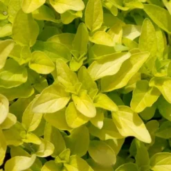 Golden Oregano - 6 Pack Of Pint Pots -Garden Supplies Sales 2024 origanum vulgare aurea golden oregano 10