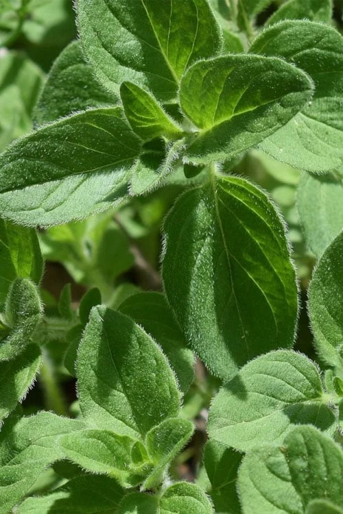 True Greek Oregano - 6 Pack Of Pint Pots 1 True Greek Oregano - 6 Pack Of Pint Pots