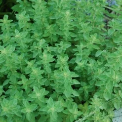 True Greek Oregano - 6 Pack Of Pint Pots 7 True Greek Oregano - 6 Pack Of Pint Pots -Garden Supplies Sales 2024 origanum vulgare hirtum true greek oregano 2