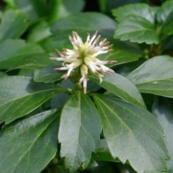Pachysandra - Japanese Spurge - 18 Count Flat Of Pint Pots -Garden Supplies Sales 2024 pachysandra terminalis japanese spurge 106