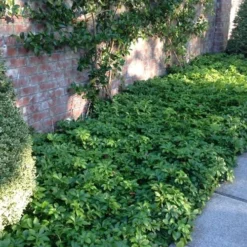 Pachysandra - Japanese Spurge - 18 Count Flat Of Pint Pots -Garden Supplies Sales 2024 pachysandra terminalis japanese spurge 107