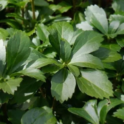 Pachysandra - Japanese Spurge - 18 Count Flat Of Pint Pots -Garden Supplies Sales 2024 pachysandra terminalis japanese spurge 108