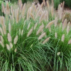 Etouffee Hardy Fountain Grass (Pennisetum Alopecuroides) - 1 Gallon Pot -Garden Supplies Sales 2024 pennisetum alopecuroides etouffee fountain grass 4