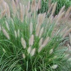 Etouffee Hardy Fountain Grass (Pennisetum Alopecuroides) - 1 Gallon Pot