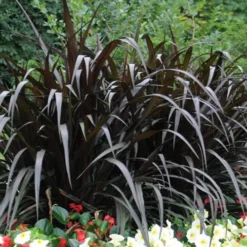 First Knight Fountain Grass (Pennisetum) - 3 Gallon Pot 8 First Knight Fountain Grass (Pennisetum) - 3 Gallon Pot -Garden Supplies Sales 2024 pennisetum first knight 2