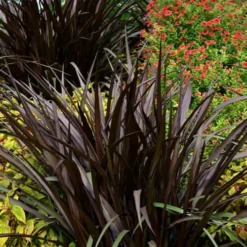 First Knight Fountain Grass (Pennisetum) - 3 Gallon Pot 9 First Knight Fountain Grass (Pennisetum) - 3 Gallon Pot -Garden Supplies Sales 2024 pennisetum first knight 4