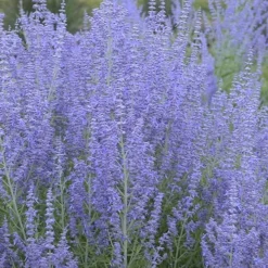 Blue Jean Baby Russian Sage (Perovskia) - 1 Gallon Pot -Garden Supplies Sales 2024 perovskia atriplicifolia blue jean baby russian sage 1