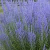 Blue Jean Baby Russian Sage (Perovskia) - 1 Gallon Pot