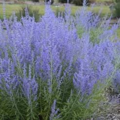 Blue Jean Baby Russian Sage (Perovskia) - 1 Gallon Pot -Garden Supplies Sales 2024 perovskia atriplicifolia blue jean baby russian sage 3