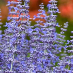 Denim N' Lace Russian Sage (Perovskia) - 1 Gallon Pot 9 Denim N' Lace Russian Sage (Perovskia) - 1 Gallon Pot -Garden Supplies Sales 2024 perovskia atriplicifolia denim n lace russian sage 11
