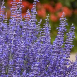 Denim N' Lace Russian Sage (Perovskia) - 1 Gallon Pot 11 Denim N' Lace Russian Sage (Perovskia) - 1 Gallon Pot -Garden Supplies Sales 2024 perovskia atriplicifolia denim n lace russian sage 12