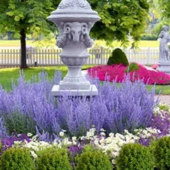 Blue Jean Baby Russian Sage (Perovskia) - 1 Gallon Pot -Garden Supplies Sales 2024 perovskia atriplicifolia denim n lace russian sage 14 1