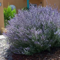 Russian Sage (Perovskia Atriplicifolia) - 1 Gallon Pot -Garden Supplies Sales 2024 perovskia atriplicifolia russian sage 1