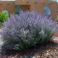 Russian Sage (Perovskia Atriplicifolia) - 1 Gallon Pot -Garden Supplies Sales 2024 perovskia atriplicifolia russian sage 2